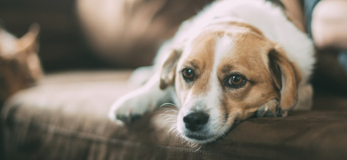 chien sur un canapé